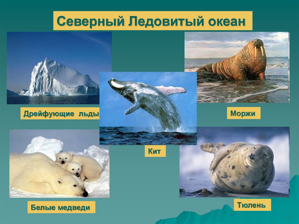 Северный ледовитый животный мир. Растительный и животный мир Северного Ледовитого океана. Кто живет в Северном Ледовитом океане. Кто обитает в Северном Ледовитом океане. Животные Северного Ледовитого океана.