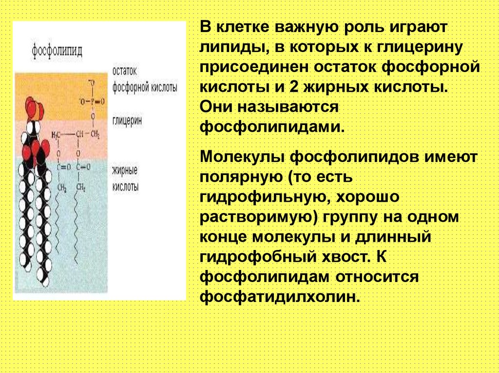 Липиды. Состав липидов - презентация онлайн