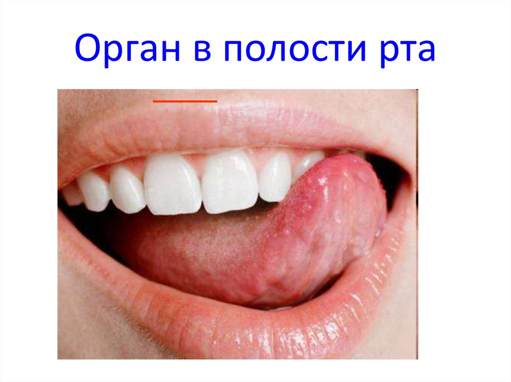 Орган в полости рта