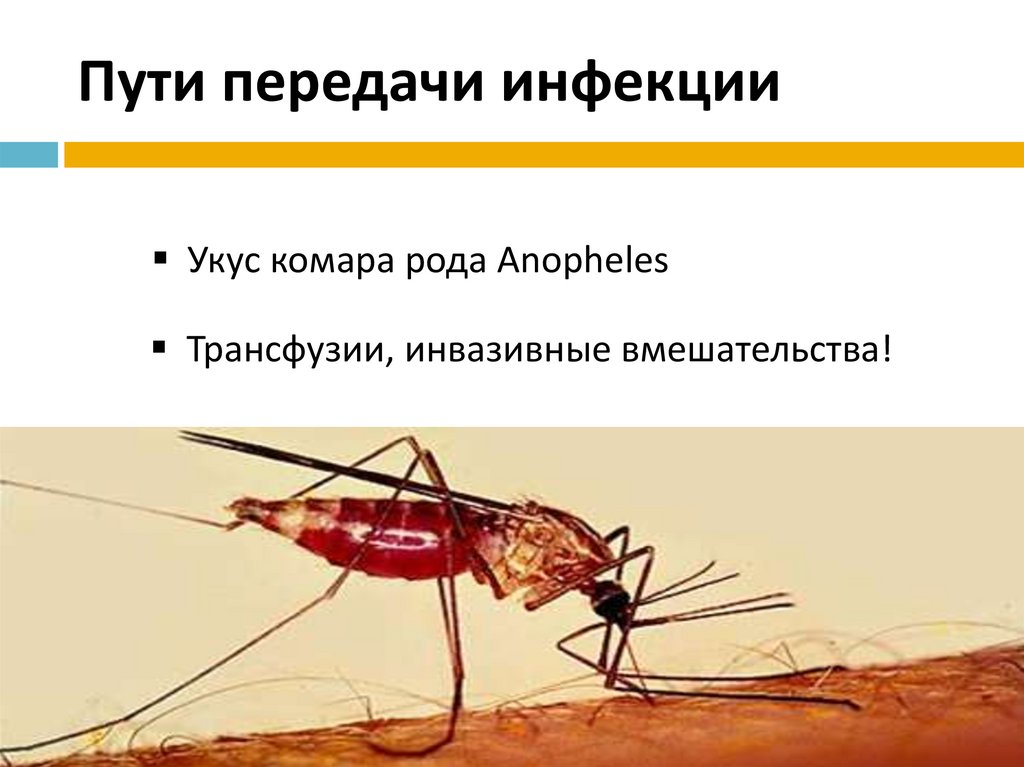 Малярия является антропонозом. Малярия механизм передачи инфекции. Малярия путь передачи инфекции. Пути заражения малярией. Пути заражения человека малярией.