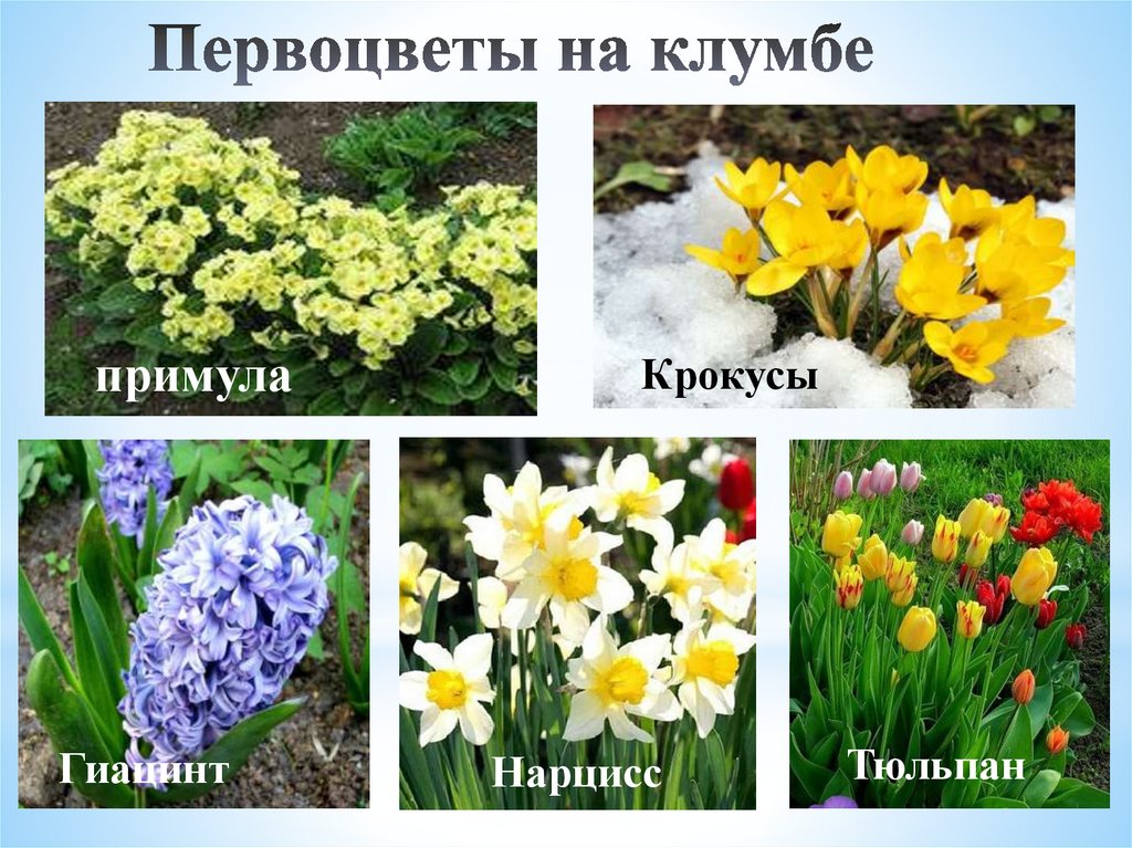 Определите несколько растений весенних цветников. Нарциссы первоцветы луковичные. Раннецветущие растения Нарцисс. Тюльпаны примулы нарциссы. Цветы весеннихцветноков.