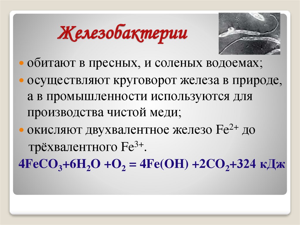 Презентация хемосинтез 10 класс профильный уровень