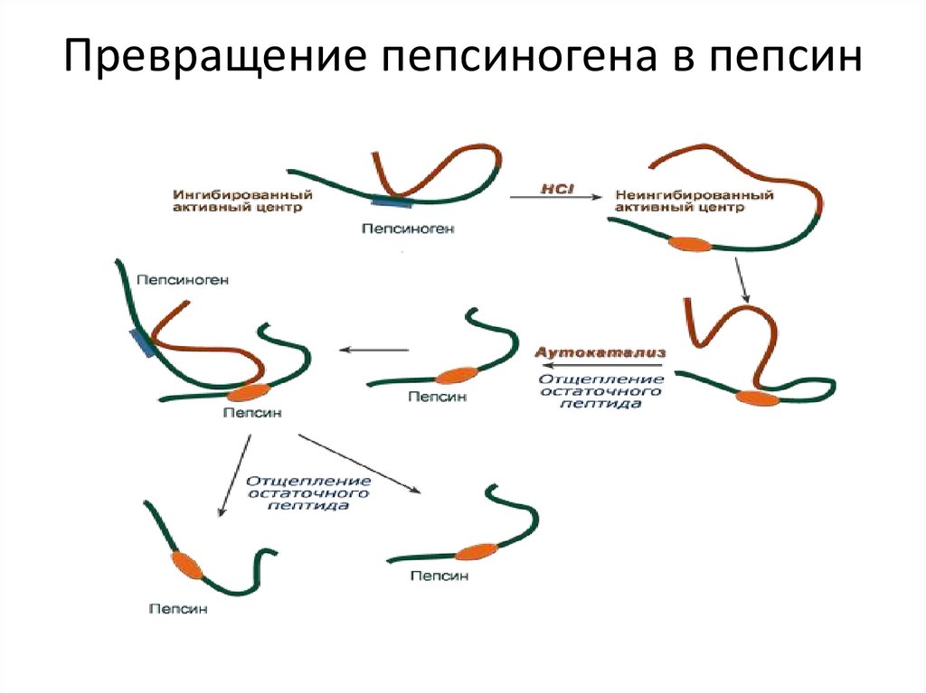 Пепсиноген