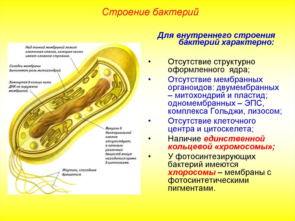Цитоплазматическая мембрана мезосомы. Строение бактериальной клетки мезосомы. Мезосомы в прокариотической клетке. Мезосома бактериальной клетки строение. Функции мезосом в бактериальной клетке.