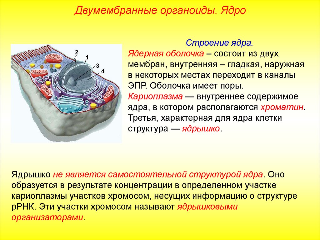 Двумембранные органоиды эукариот. Двумембранные оболочки клетки. Эукариот двухмембранные органоиды. Ядро важный двумембранный органоид эукариотической клетки. Ядро двумембранный органоид строение.