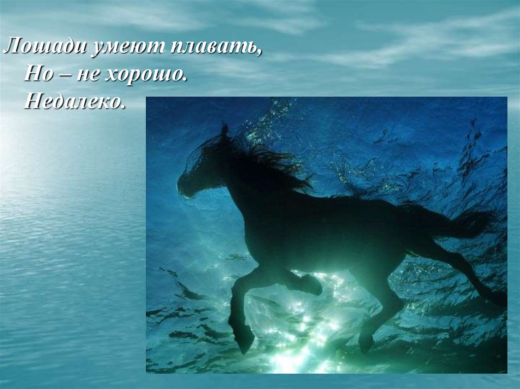 Песни лошади в океане