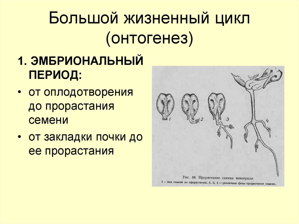 Онтогенез семени. Онтогенез растений. Периоды онтогенеза растения схема. Жизненный цикл перца стручкового.