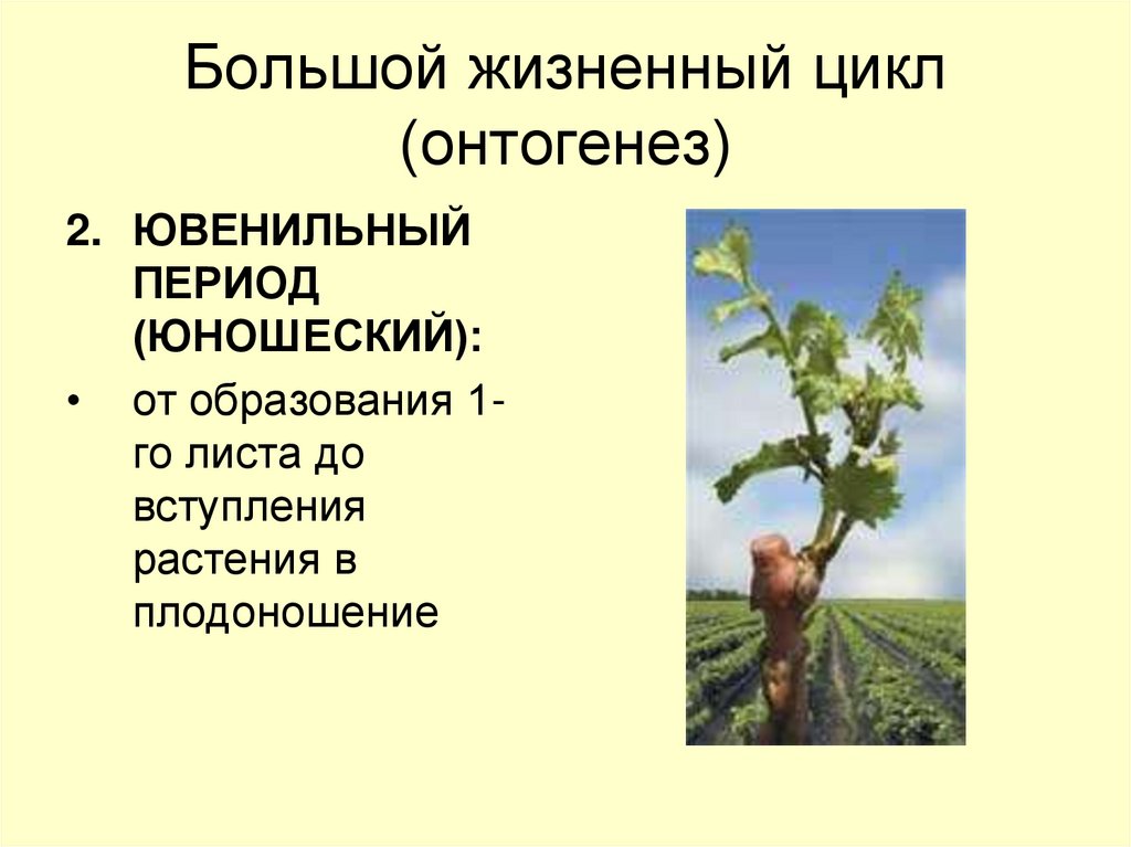 Большой жизненный цикл (онтогенез)