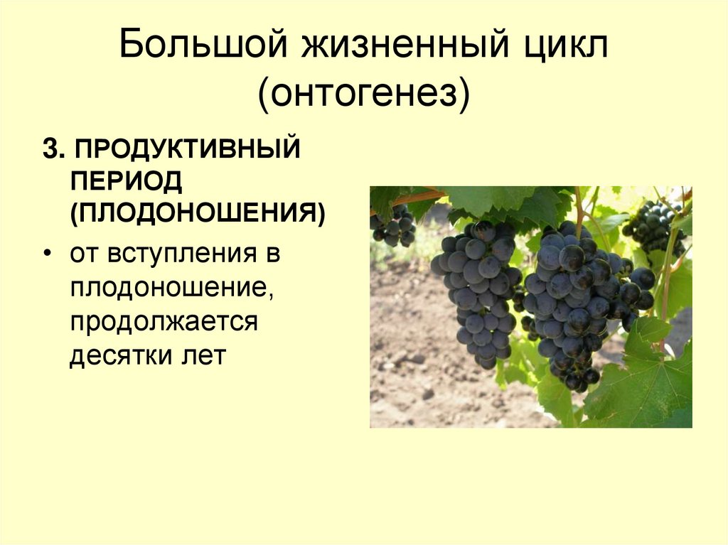 Большой жизненный цикл (онтогенез)