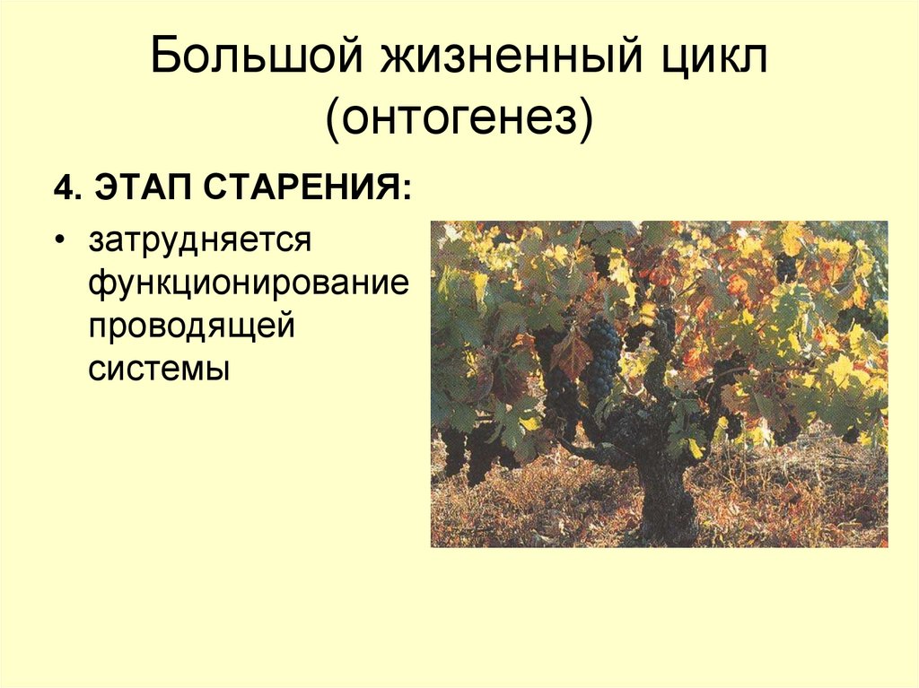 Большой жизненный цикл (онтогенез)