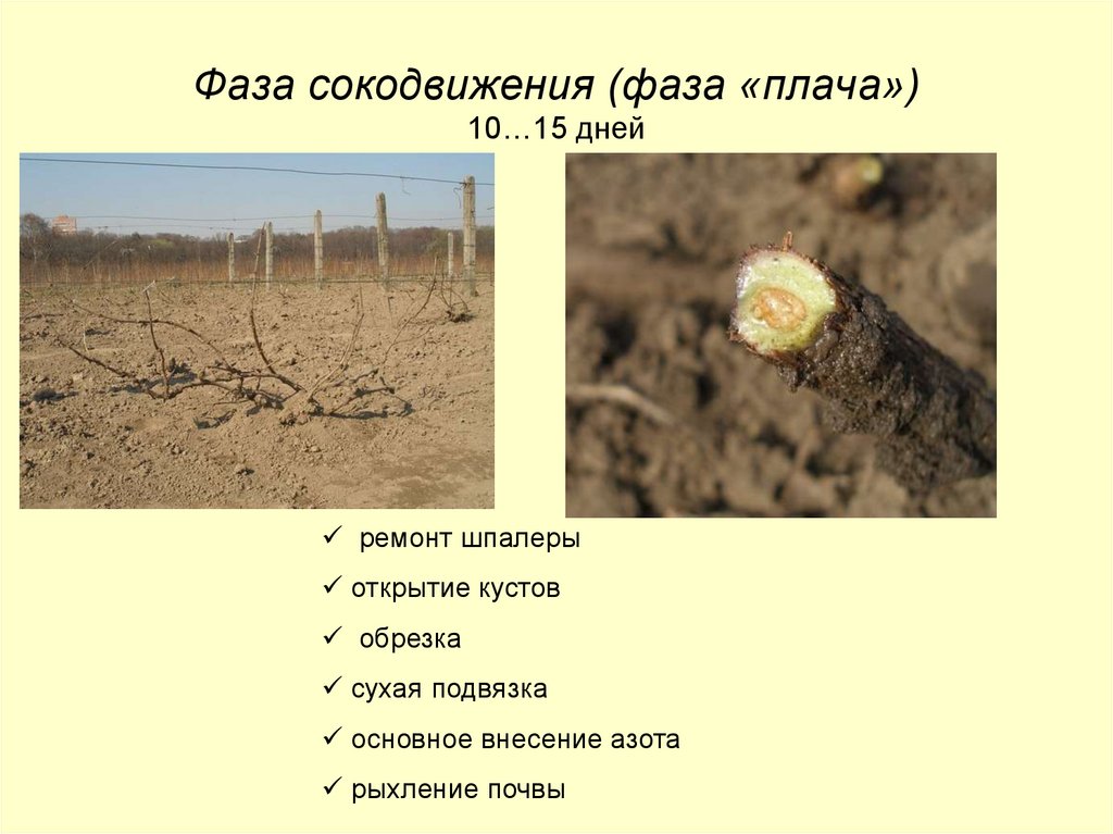 Фаза сокодвижения (фаза «плача») 10…15 дней