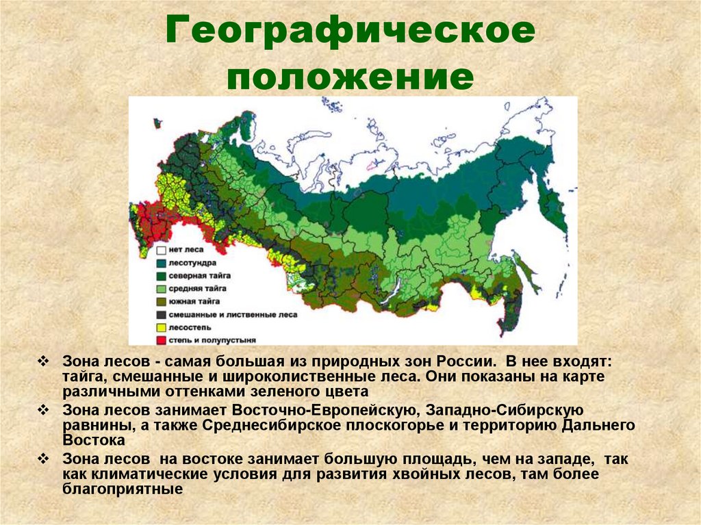 Тайга одна из крупнейших природных зон огэ