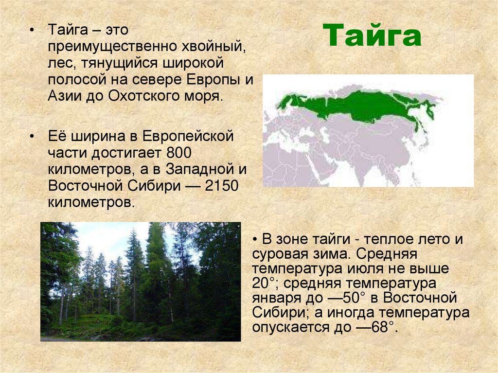 Какое лето в зоне лесов. Доклад о тайге. Тайга презентация. Доклад про тайгу. Доклад на тему Тайга.