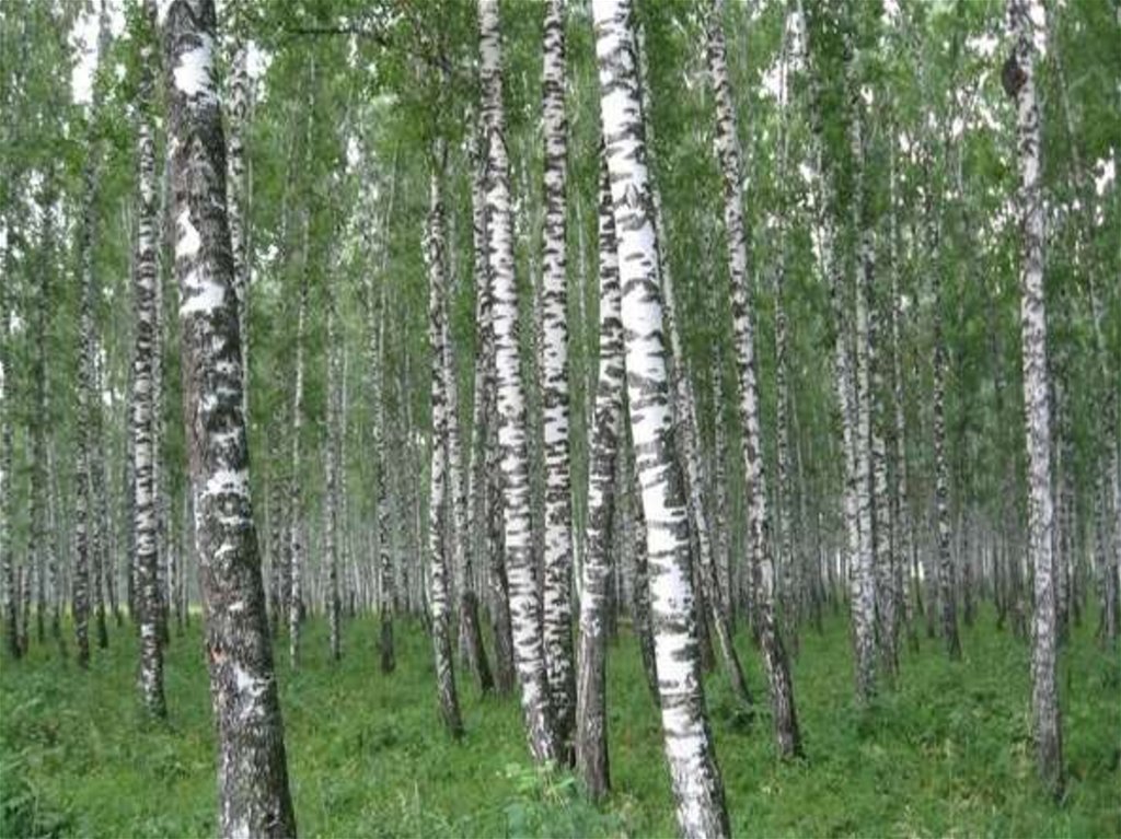 Березы- символ России