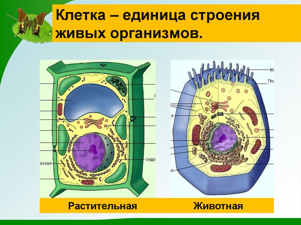 Клетка единица живого презентация