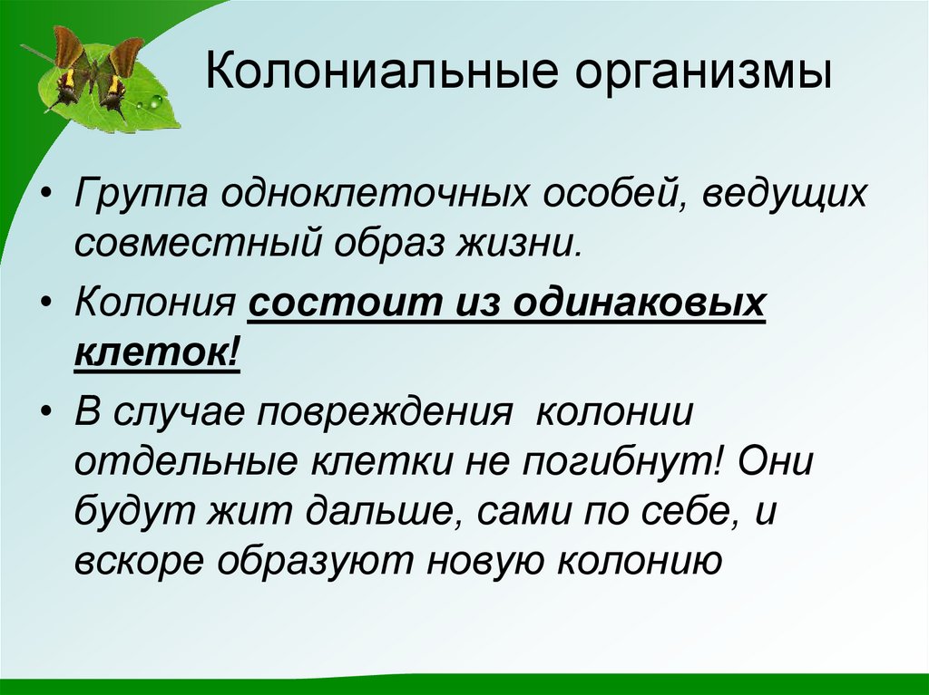 Колониальные организмы презентация 10 класс