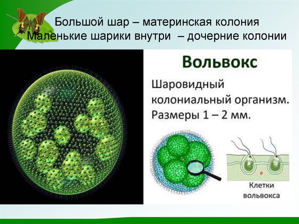Почему бактерии вирусы одноклеточные водоросли. Клетки колонии вольвокса. Колониальные жгутиконосцы вольвокс. Колониальные водоросли вольвокс. Строение вольвоксаклетки вольвокса.
