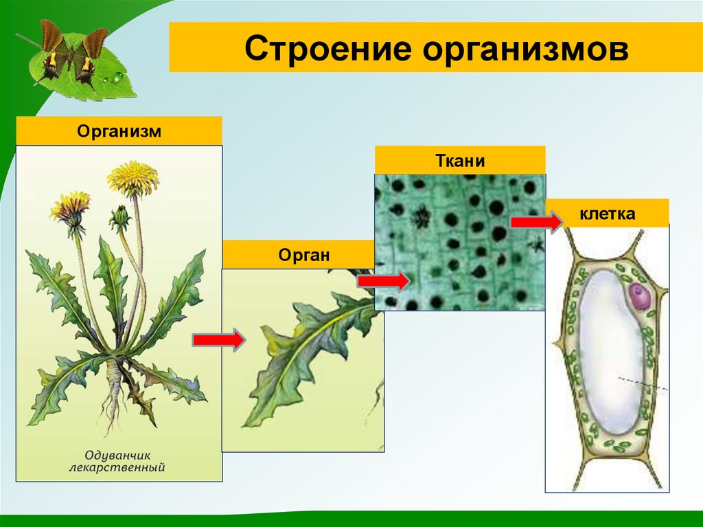 Одноклеточные и многоклеточные организмы 5 класс презентация