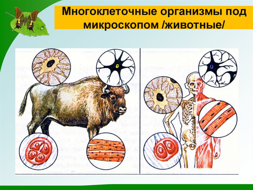 Многоклеточные организмы под микроскопом /животные/