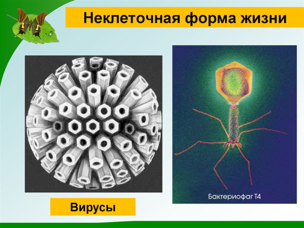 Неклеточная форма жизни