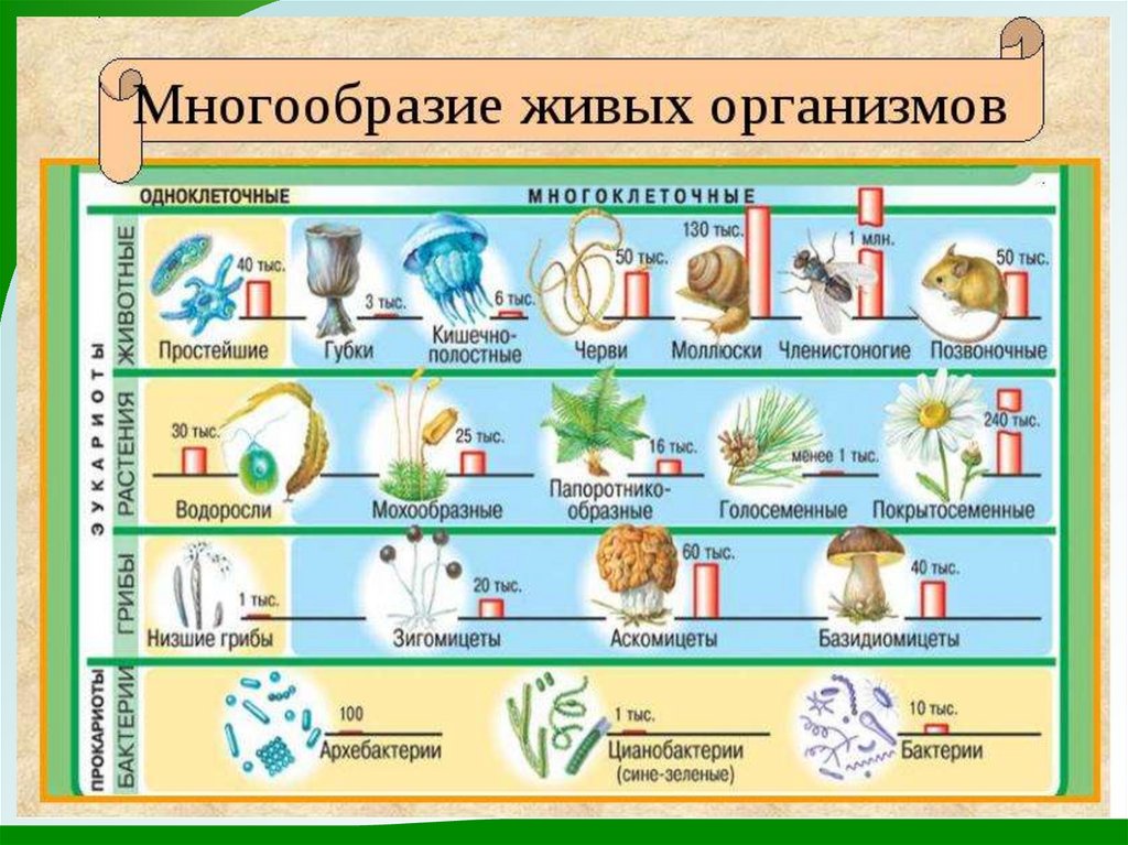 Одноклеточные и многоклеточные организмы - презентация онлайн