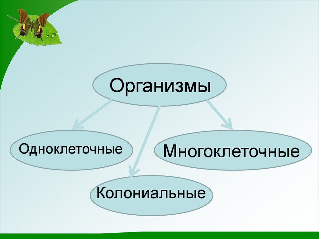 Биология 5 класс одноклеточные. Сообщение на тему многоклеточные организмы. Кластер одноклеточные. Одноклеточные и многоклеточные организмы тест. Человек многоклеточный организм.