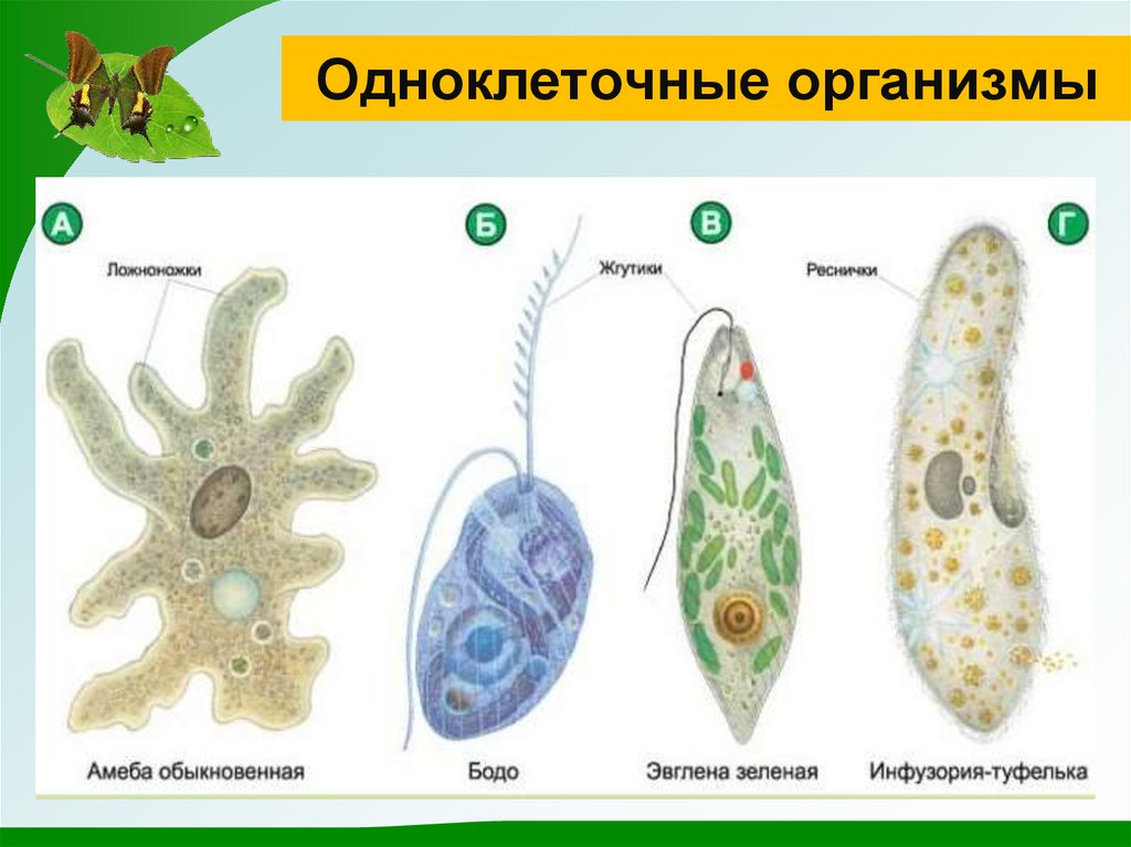 Свободно живущий организм. Простейшие одноклеточные амеба. Строение простейших 7 класс биология. Одноклеточные и многоклеточные организмы. Строение одноклеточных организмов.