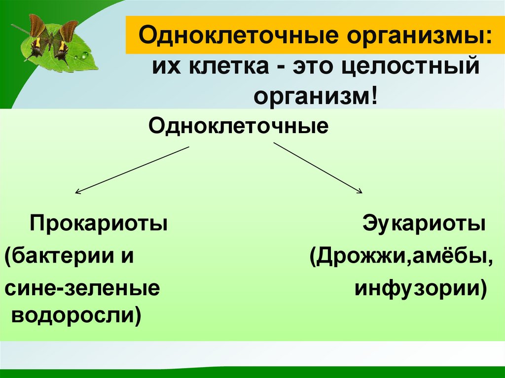 Какова роль в жизни многоклеточных организмов