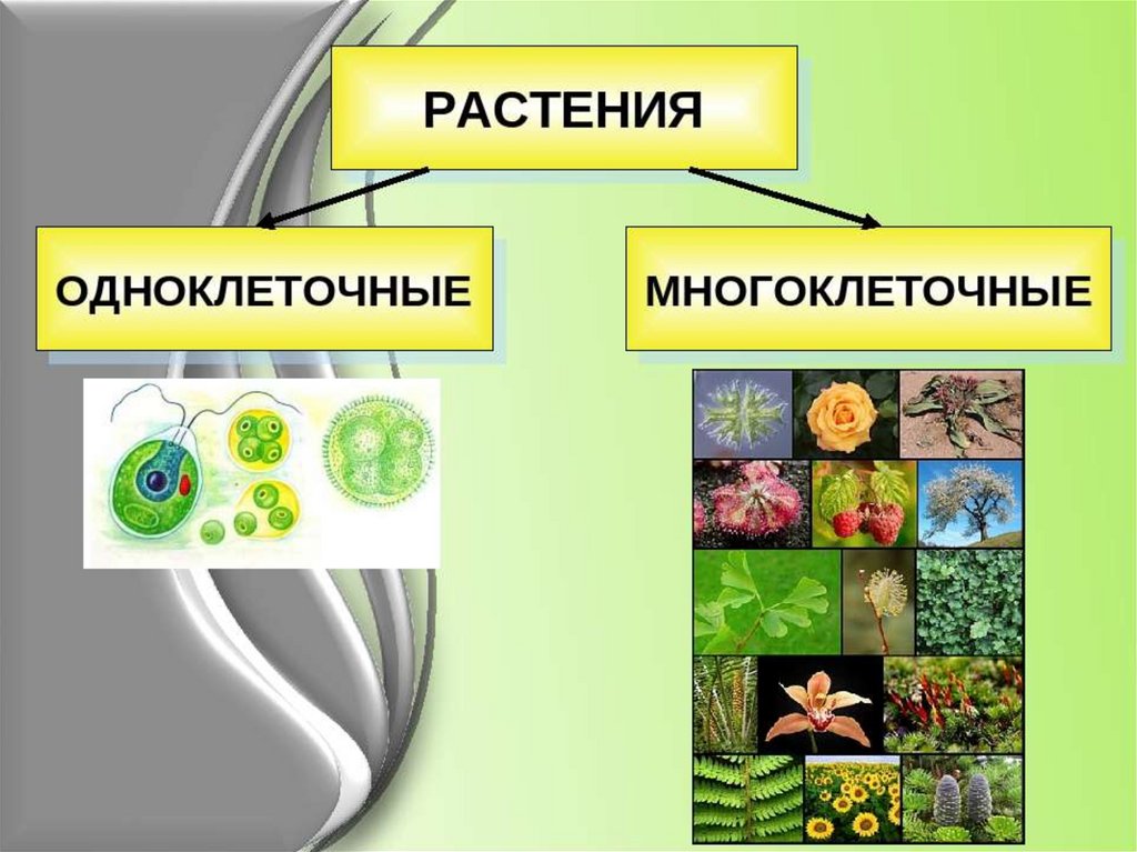 Одноклеточные и многоклеточные организмы 5 класс презентация