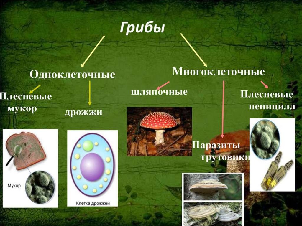 Какие организмы показаны на рисунке одноклеточные или многоклеточные