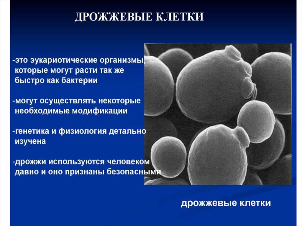 Дрожжевые клетки. Клетка дрожжей. Дрожжеподобные клетки. Генетика дрожжей.