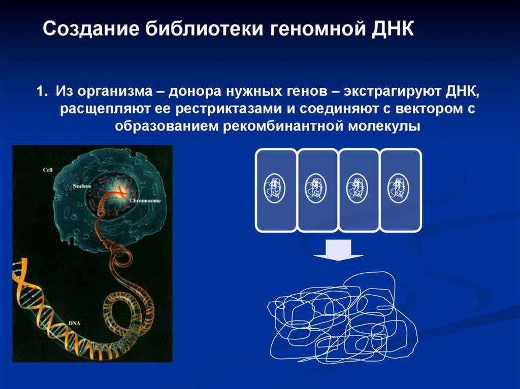 Генетический организм. Создание геномной библиотеки. Геномная библиотека ДНК. Рекомбинантные организмы. Создание библиотек ДНК.