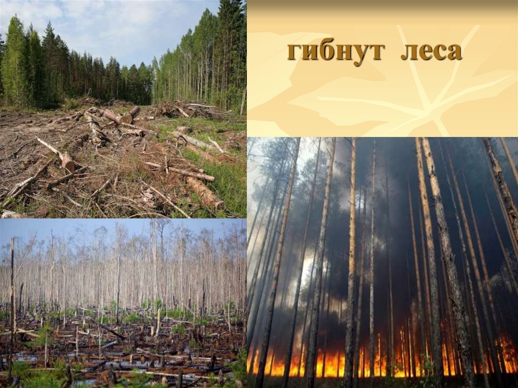 гибнут  леса 