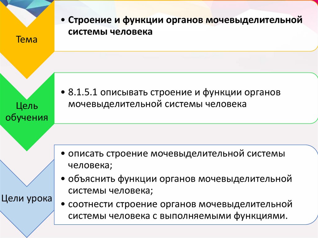 Функции органов человека