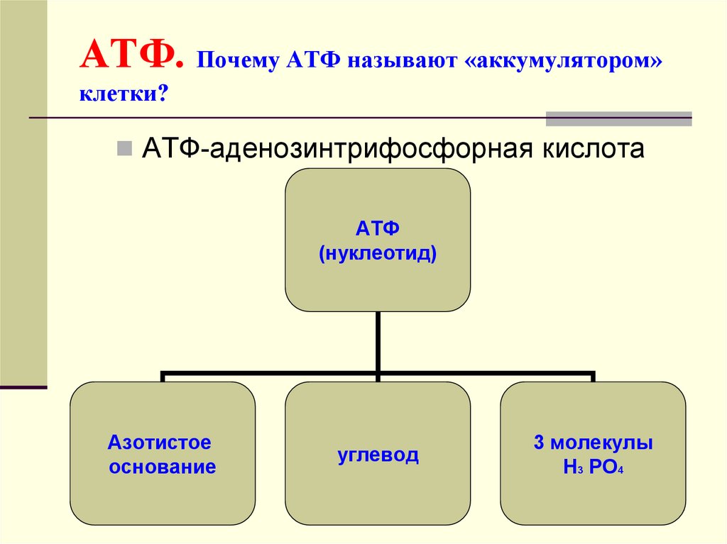 Атф накапливается. АТФ строение и функции 10 класс. Схема строения АТФ биология 10 класс. Функции молекулы АТФ.
