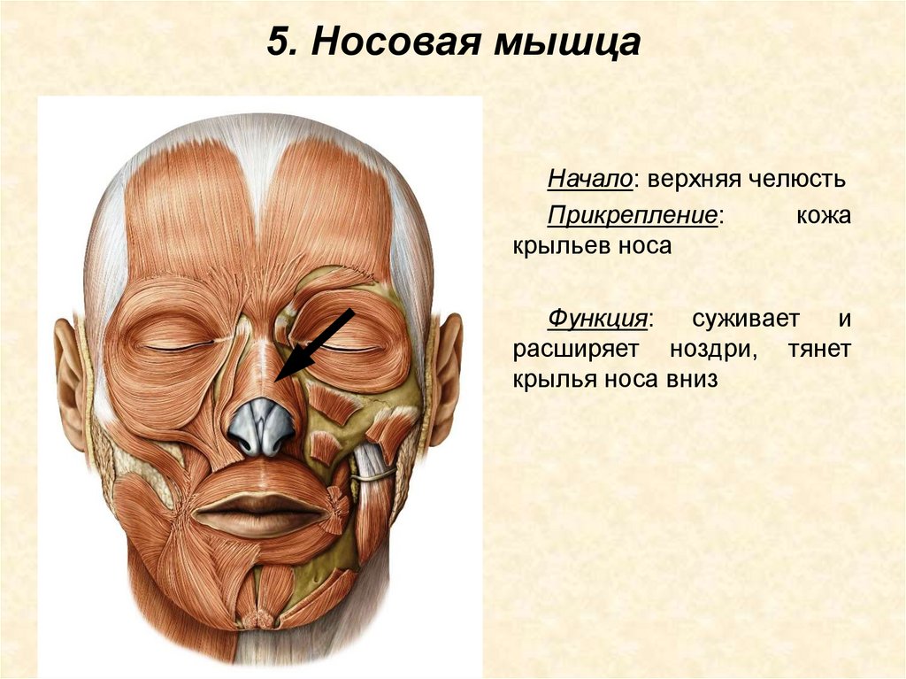 Мышцы головы. Мимические мышцы - презентация онлайн