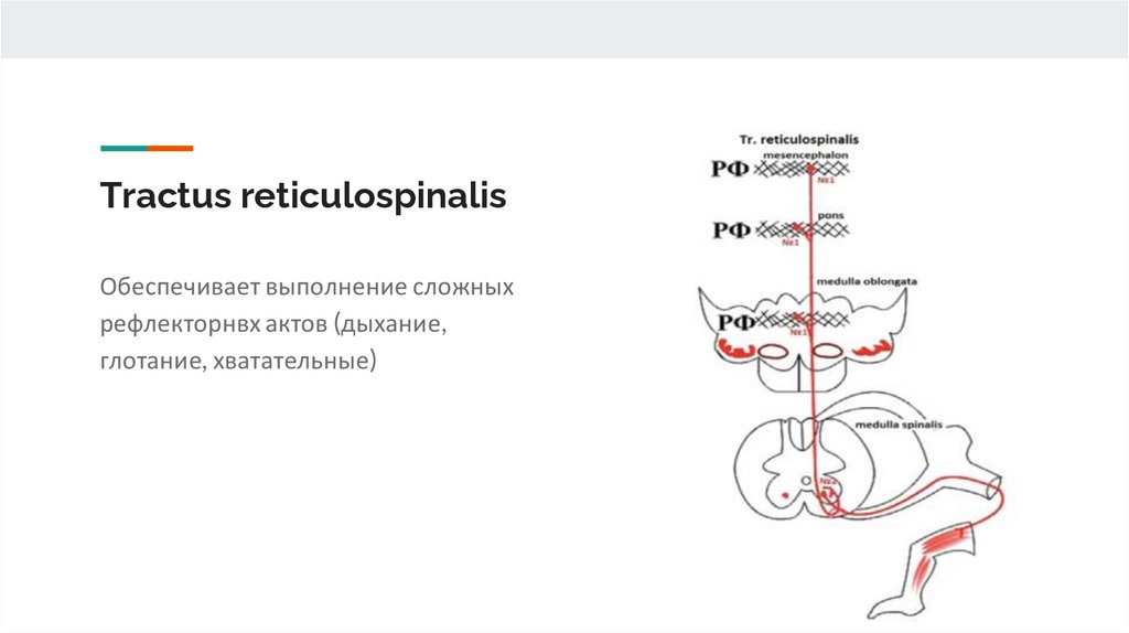 Экстрапирамидальная система, строение - online presentation