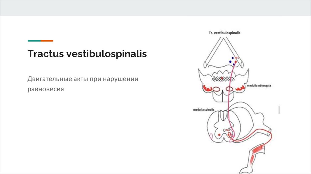 Экстрапирамидальная система, строение - online presentation