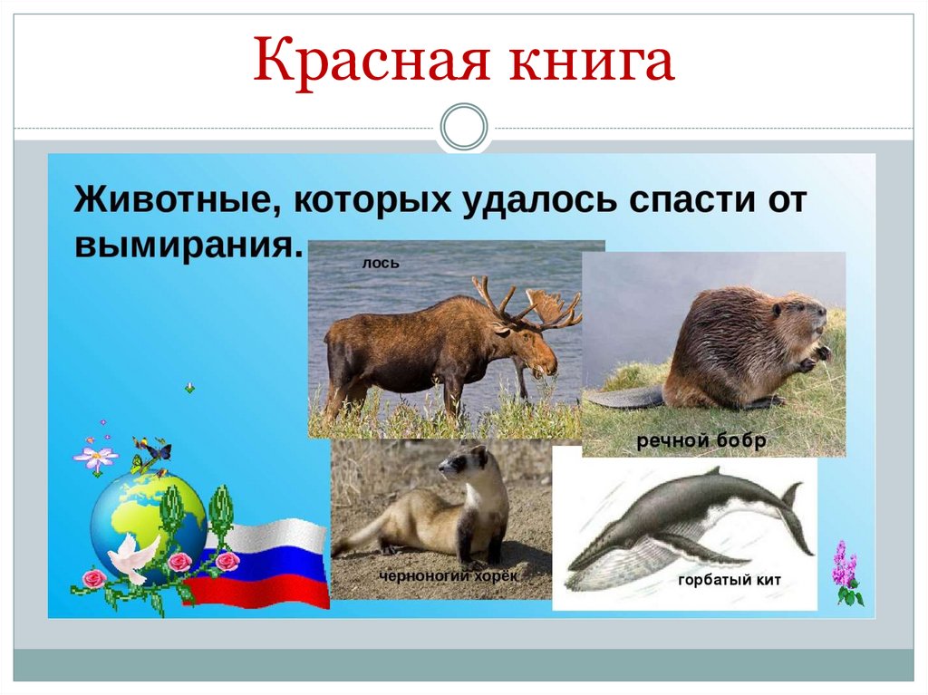 Красная книга