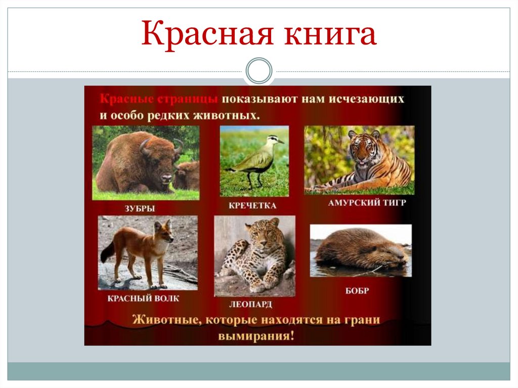 Красная книга