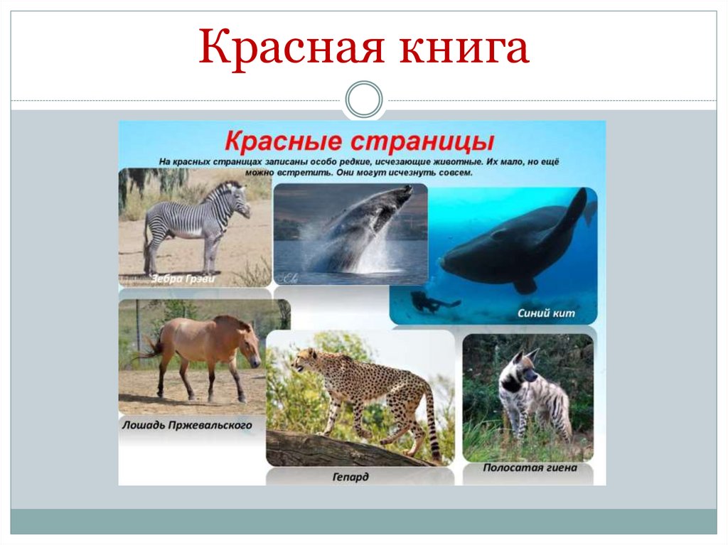 Красная книга