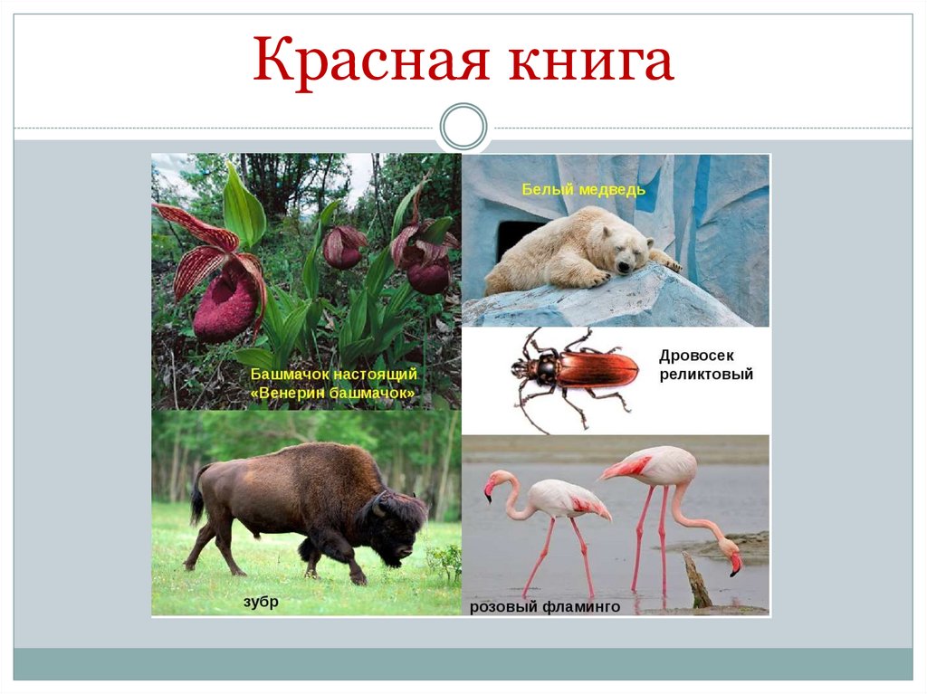 Красная книга