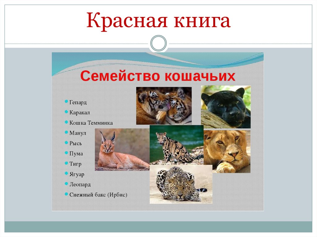 Красная книга