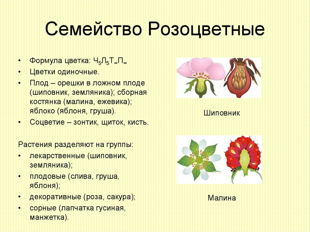 Характеристика семейства розоцветные 6 класс по плану