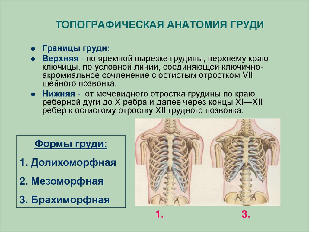 Края на верхней и нижней. Границы груди топографическая анатомия. Топографическая анатомия грудины. Топография грудной клетки. Топография грудной клетки топографическая анатомия.