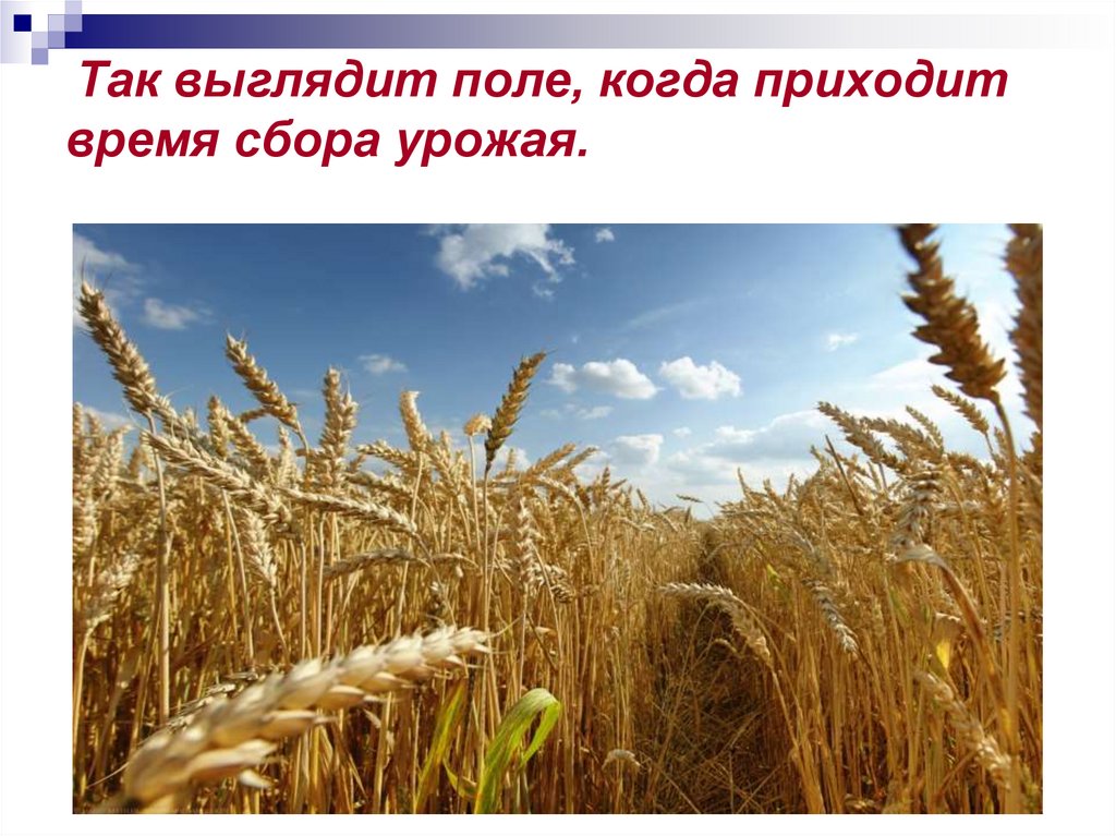 Так выглядит поле, когда приходит время сбора урожая.