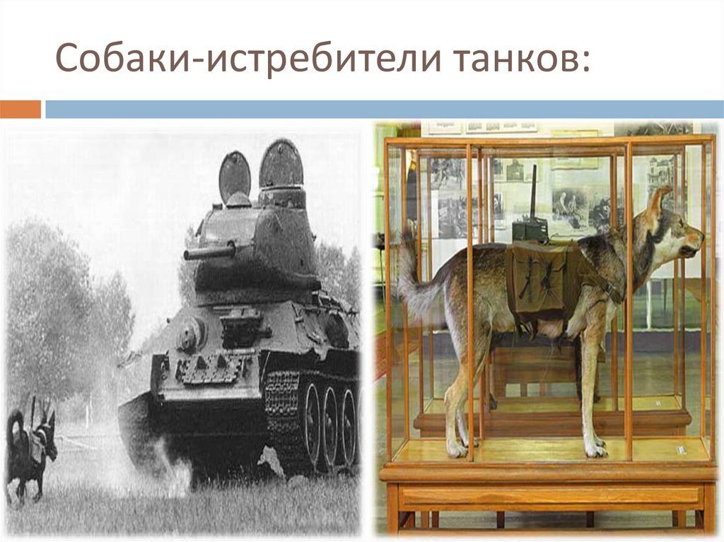 Собаки-истребители танков: