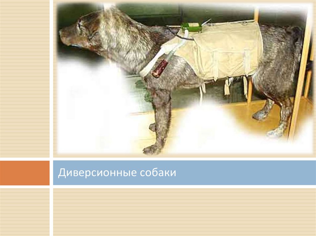 Диверсионные собаки