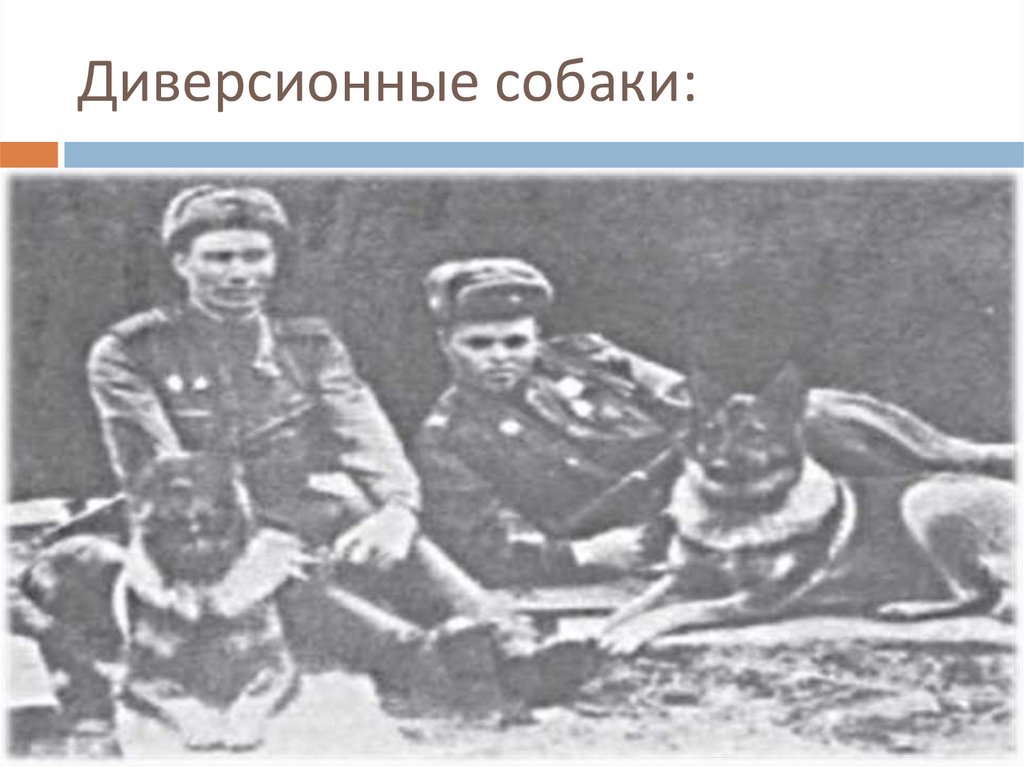 Диверсионные собаки: