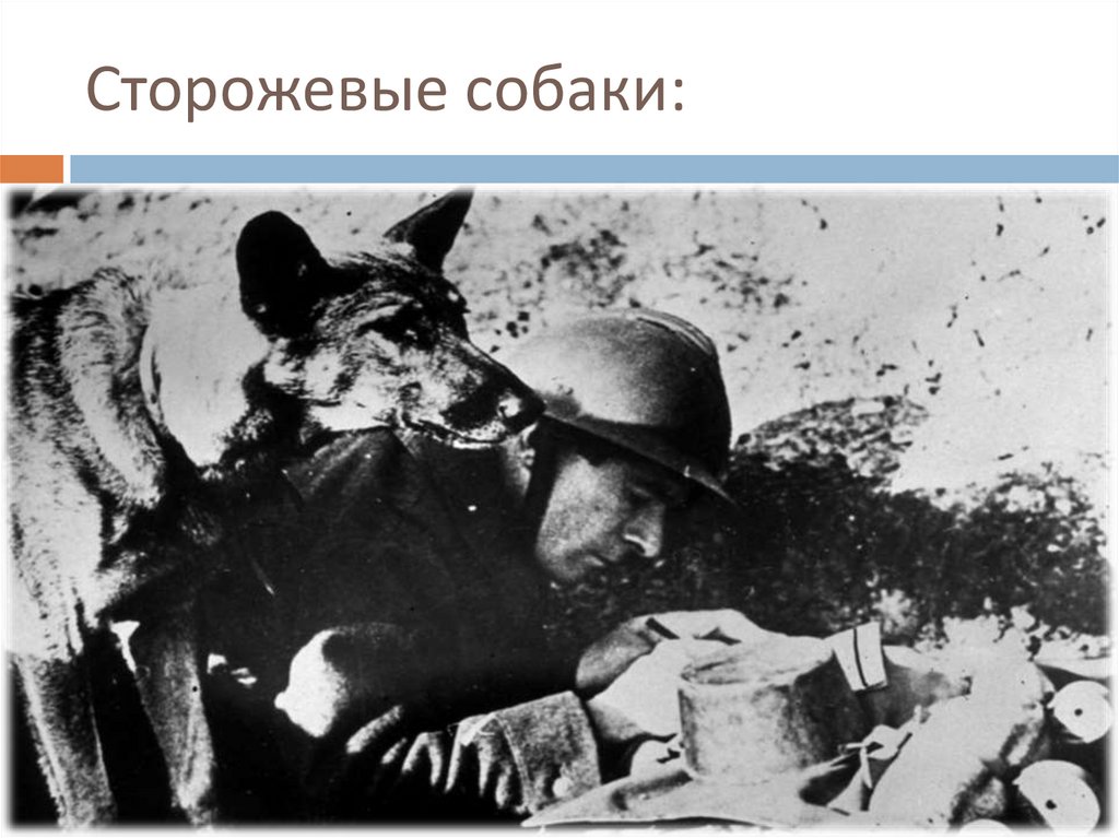 Сторожевые собаки: